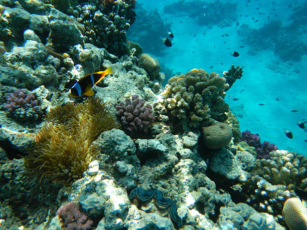 istock Red Sea coral reef 160999524
