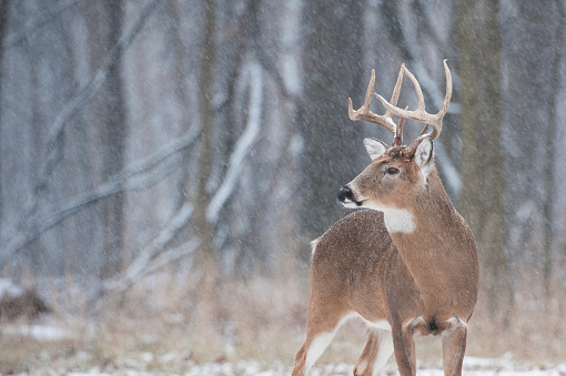 Whitetail Buck standing in first snow