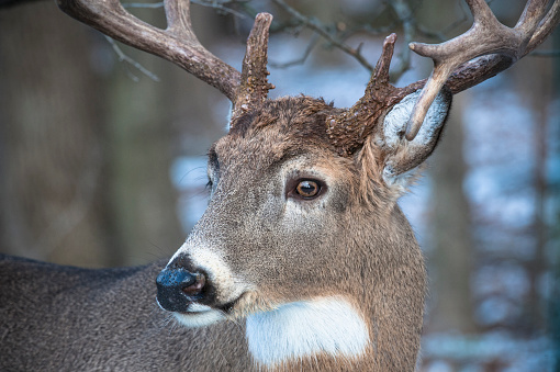 Close up of a Whitetail Buck
