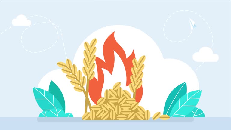 Grain destroyed by fire. Fire in the field. Wheat grain and ears of corn in flames. Ears of wheat in flames. Genocide. Famine, hunger. Food crisis. A humanitarian disaster. 2d flat bright animation