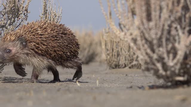 Real Natural Wildlife Animal Hedgehog in Desert