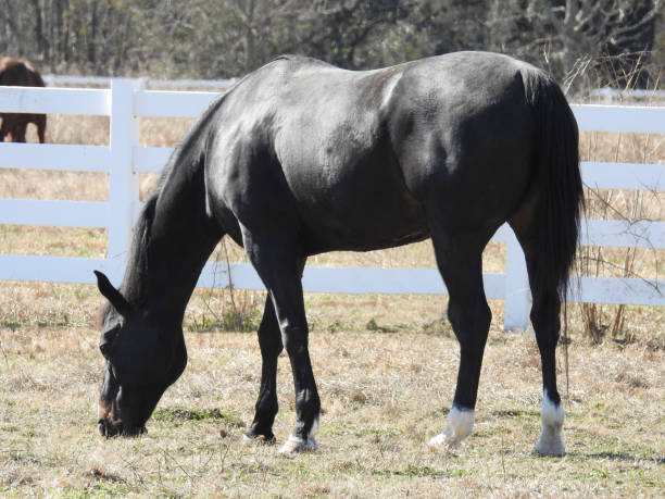 istock Dark Chocolate Horse Grazing 1610018989