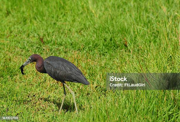 Little Blue Heron Vogel Essen Crayfish Stockfoto und mehr Bilder von Blaureiher - Blaureiher, Bunter Reiher, Essen - Mund benutzen