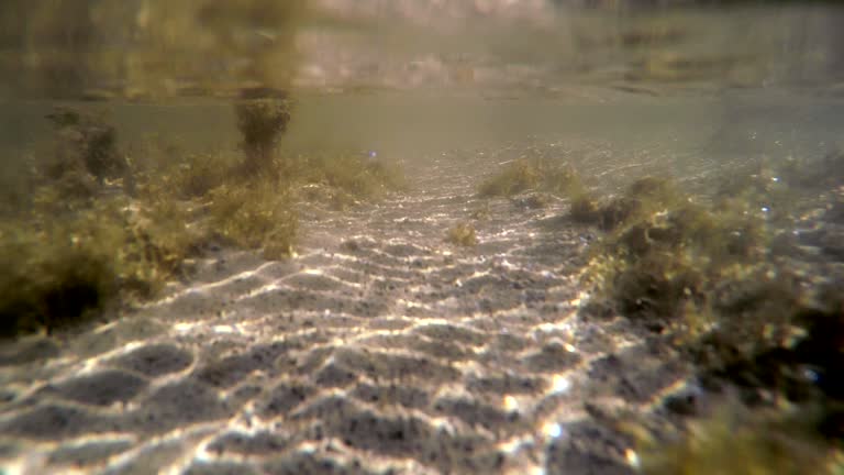 Natural Real Mossy Swamp Underwater