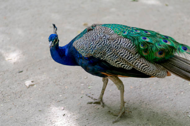 istock Peacock in Campo Grande - Valladolid 1610028073