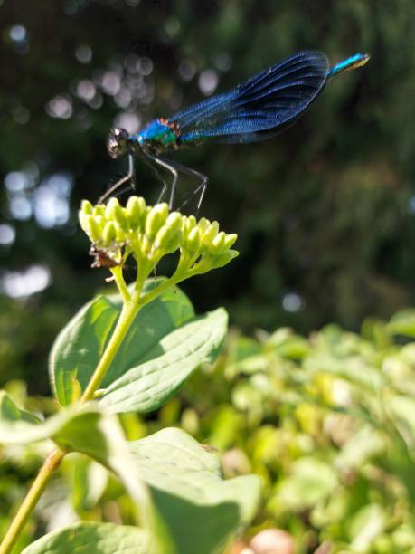 Free Stock Photo of Blue dragonfly on green leaf | Download Free Images ...