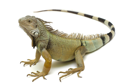 Stock photo showing close-up view of the head of an iguana featuring the subtympanic shield, a round scale on their cheek, the tympanum (eardrum), dewlap a fold of loose skin hanging from the throat, and elongated, dorsal scales.