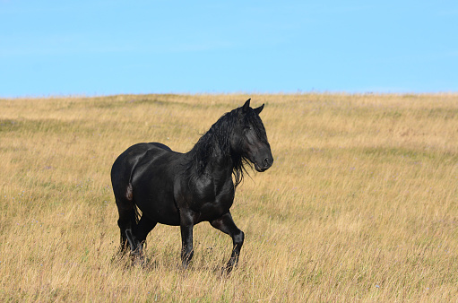 A black wild stallion on a steppe pasture on a summer afternoon