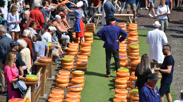 Gouda Cheese Market Scenery In 2023, South Holland, The Netherlands Europe Gouda, The Netherlands - June 6, 2023: Scene Of Gouda Cheese Market Officials Caring Big Cheese, Wearing Dutch Traditional Dress With Clogs, Gouda Cheese Girl Showing Cheese To People, Explaining About Cheese, Including Lots Of Local And Tourists Taking Picture, Talking With One Another, Walking, Looking Around, Sitting Down, Eating And Drinking And More During Gouda Annual Traditional Merchant Cheese Market In South Holland cheese dutch culture cheese making people stock pictures, royalty-free photos & images