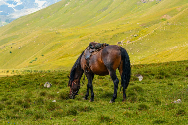 istock horses graze in the mountains 1610048683