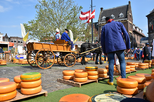 Gouda, The Netherlands - June 6, 2023: Scene Of Gouda Cheese Market Officials Caring Big Cheese, Wearing Dutch Traditional Dress With Clogs, Gouda Cheese Girl Showing Cheese To People, Explaining About Cheese, Including Lots Of Local And Tourists Taking Picture, Talking With One Another, Walking, Looking Around, Sitting Down, Eating And Drinking And More During Gouda Annual Traditional Merchant Cheese Market In South Holland
