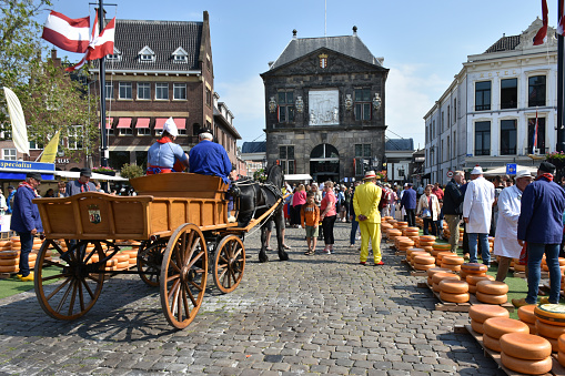 Gouda, The Netherlands - June 6, 2023: Scene Of Gouda Cheese Market Officials Caring Big Cheese, Wearing Dutch Traditional Dress With Clogs, Gouda Cheese Girl Showing Cheese To People, Explaining About Cheese, Including Lots Of Local And Tourists Taking Picture, Talking With One Another, Walking, Looking Around, Sitting Down, Eating And Drinking And More During Gouda Annual Traditional Merchant Cheese Market In South Holland