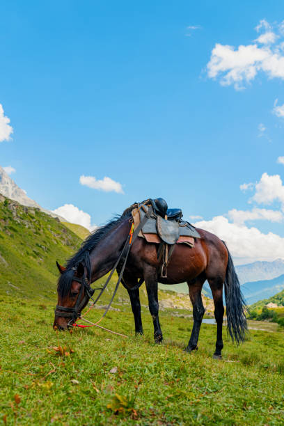 istock horses graze in the mountains 1610051947