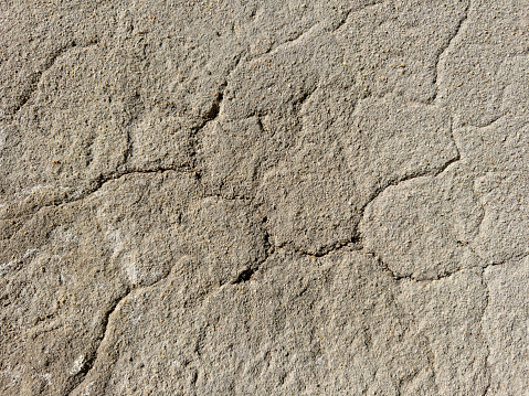 a texture of a rubber tree that had died during the day. have black spots and a little moldy