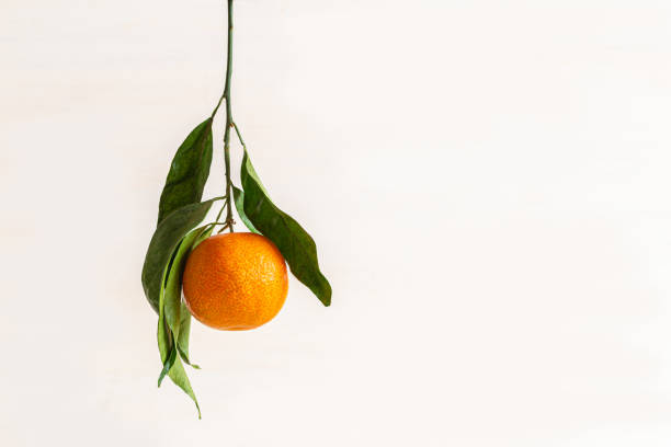 A tangerine is hanging from its branch with green leaves. The blank background. Horizontal shot.