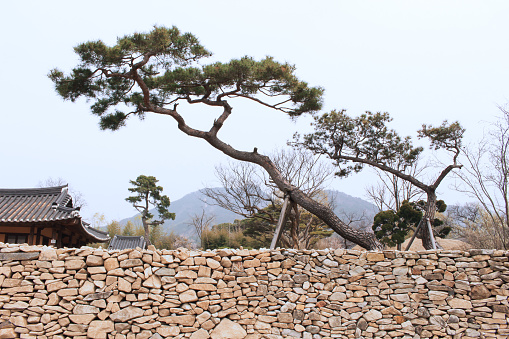 A pine tree over a traditional Korean stone fence