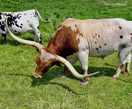 Texas Longhorn Bull, Red spotted - twisting head in profile view