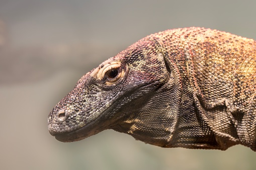 Portrait of Komodo Dragon (varanus komodoensis) in close-up. Horizontal photo and selective focus
