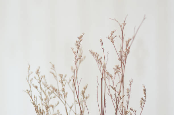 istock Dried flower for handcraft 1610138547