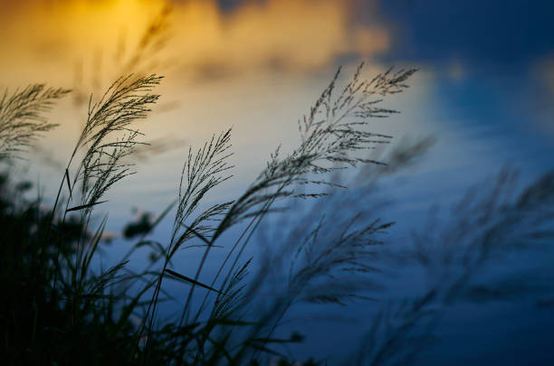 Sunset over field and lake