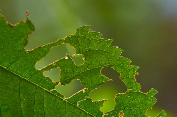 istock Close-up view of bite marks on a leaf 1610150411