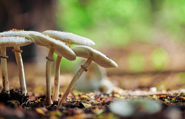 istock Mushroom in the forest 1610156990