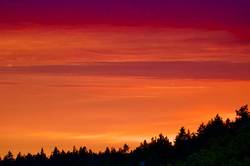 Bold Colours, Nature, Pink, red, color swatch sunset over Tree line