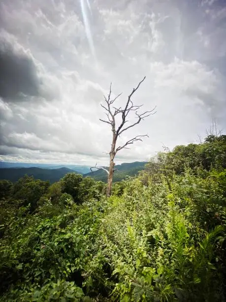 Photo of Bare Tree in the Blue Ridge Mountains