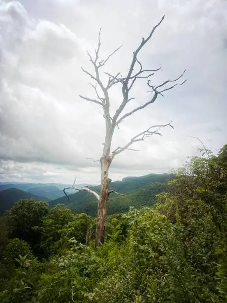 Photo of Bare Tree in the Blue Ridge Mountains