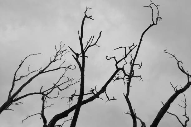 istock Dead tree branch abstract photo with stormy cloud on background 1610165286