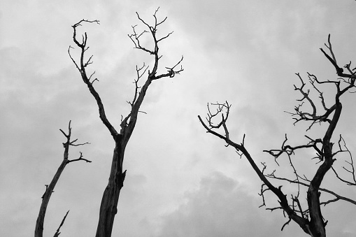 Tangail, Dhaka, Bangladesh, August 07 2023: Black and white abstract photo of dead tree bunch with dramatic cloudy sky on background