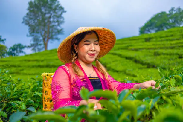 Photo of a woman in a traditional pink dress is picking tea leaves very cheerfully