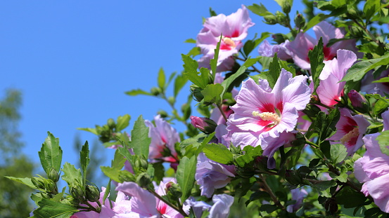 Pink petaled Hibiscus syriacus flowering plant abloom in wide format shot. Outdoor gardening photography.
