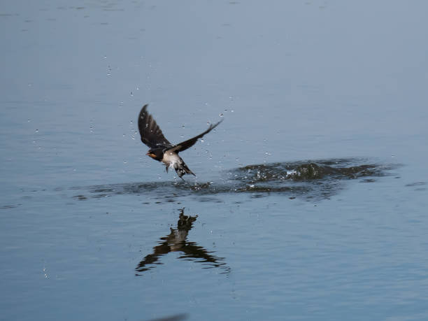 istock A Barn Swallow on the water surface 1610183574