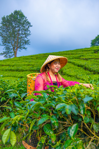 a tea leaf farmer is harvesting tea leaves while wearing a bamboo basket and hat in the middle of a tea plantation in the morning