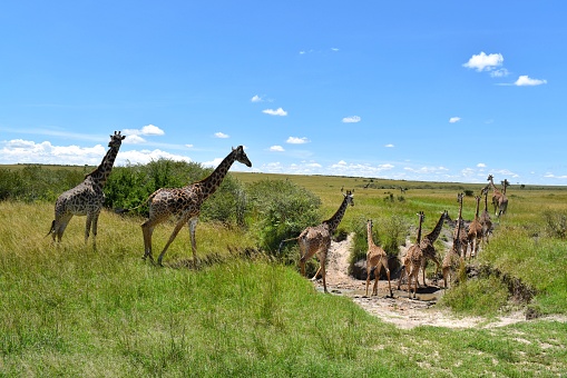 Masai Giraffes in Masai Mara National Park in Kenya