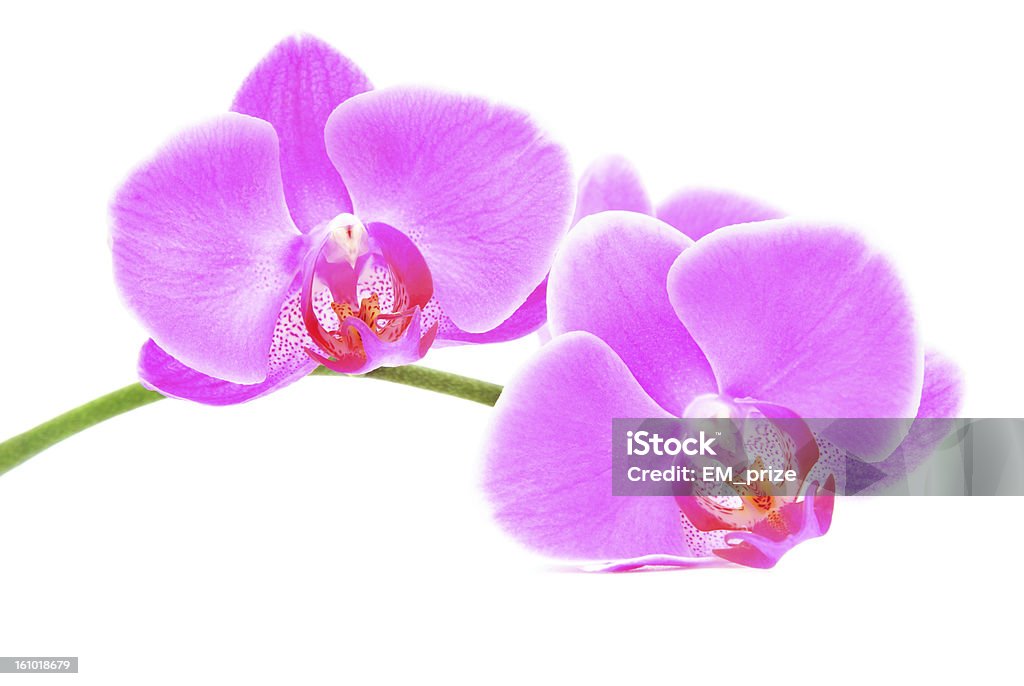 Radiante derivación hermosa orquídea aislado sobre fondo blanco - Foto de stock de Amarillo - Color libre de derechos