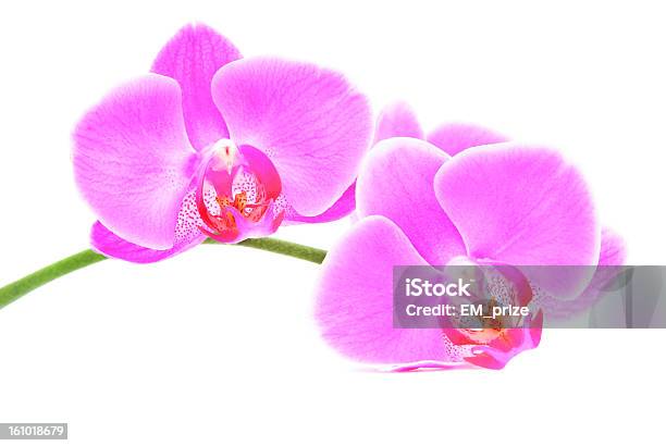 Rosas Lindo Ramo De Orquídea Isolado Em Fundo Branco - Fotografias de stock e mais imagens de Amarelo