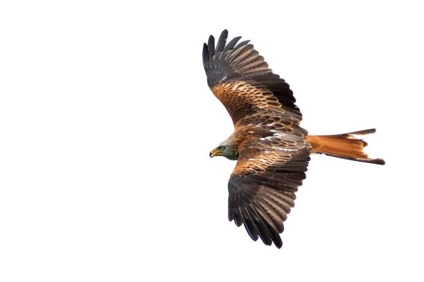 Red Kite (Milvus milvus) in flight Red Kite (Milvus milvus) in flight red kite stock pictures, royalty-free photos & images