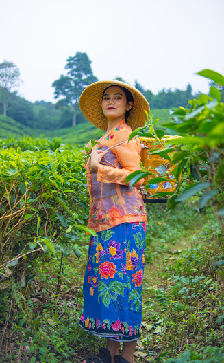 an Indonesian woman working as a tea plantation farmer wearing an orange shirt during the day
