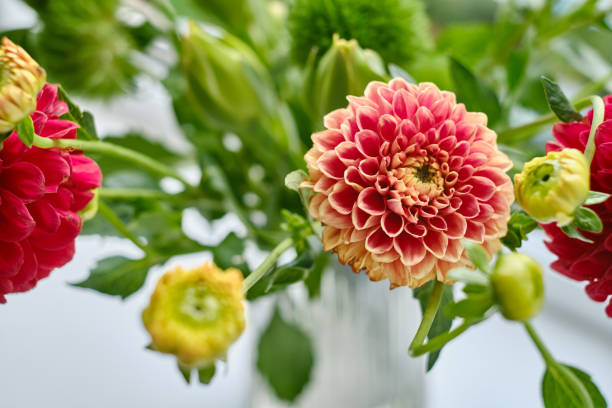 Beautiful dahlias on a light background. Top view, copy space and message space. Background for mother's day. Bright flowers and gardening concept Beautiful dahlias on a light background. Top view, copy space and message space. Background for mother's day. Bright flowers and gardening concept mothers day horizontal close up flower head stock pictures, royalty-free photos & images