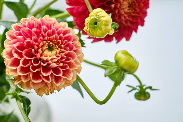 Beautiful dahlias on a light background. Top view, copy space and message space. Background for mother's day. Bright flowers and gardening concept Beautiful dahlias on a light background. Top view, copy space and message space. Background for mother's day. Bright flowers and gardening concept mothers day horizontal close up flower head stock pictures, royalty-free photos & images