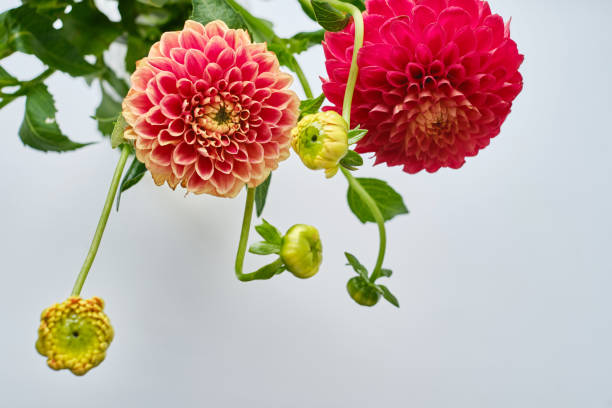 Beautiful dahlias on a light background. Top view, copy space and message space. Background for mother's day. Bright flowers and gardening concept Beautiful dahlias on a light background. Top view, copy space and message space. Background for mother's day. Bright flowers and gardening concept mothers day horizontal close up flower head stock pictures, royalty-free photos & images