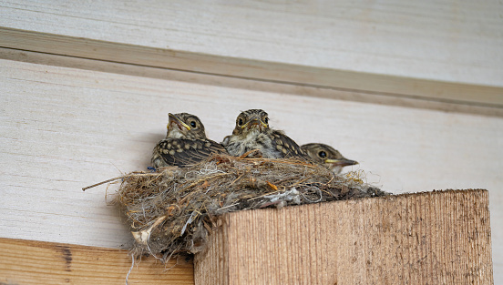 Thrush chicks are sitting in a nest against a wooden wall of the house waiting for their parents