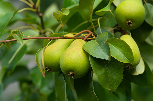 green pear fruit on a tree branch with leaves