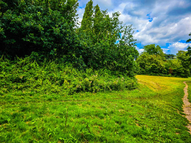 A field of grass and trees under the blue and cloudy sky