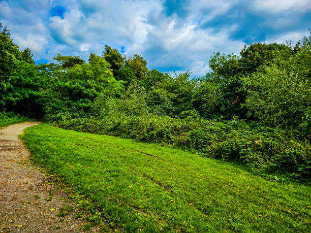 istock A grassy area with trees and blue and cloudy sky 1610244139