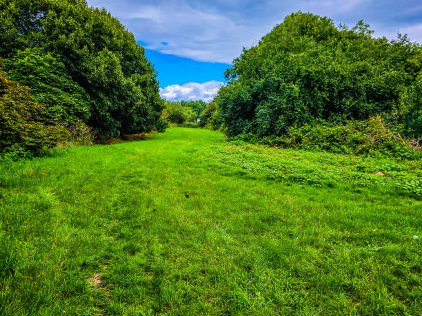istock A grassy area with trees and blue sky under the blue and cloudy sky 1610248884