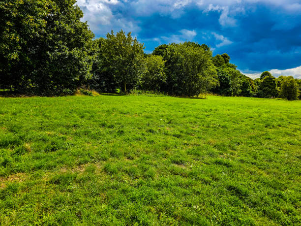 istock A field of grass and trees under the blue and cloudy sky 1610250093