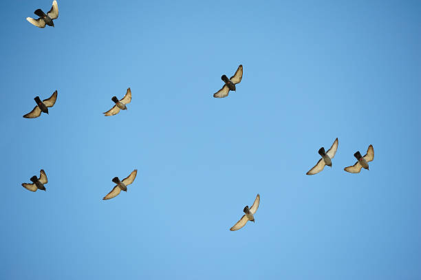istock Flock of birds (doves) against blue sky 161025440